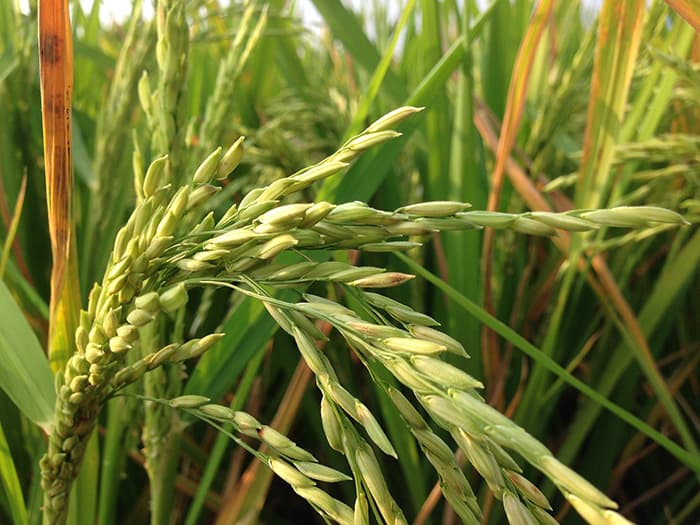 Rice crop close view from field