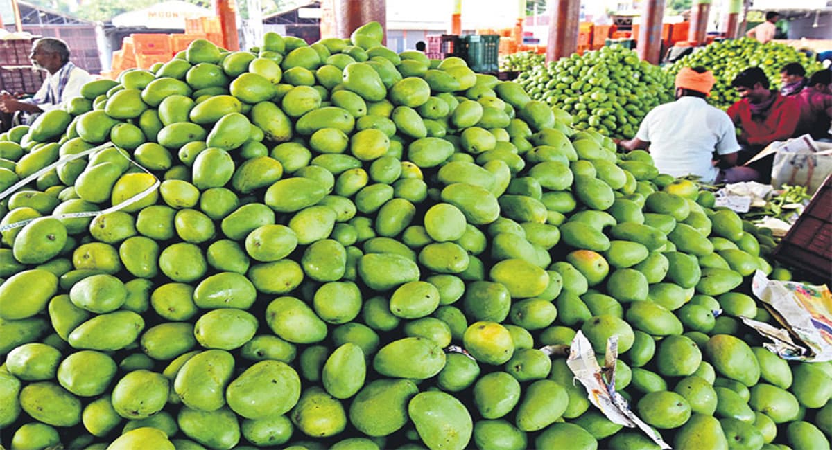 Fresh ripe mangoes arranged together