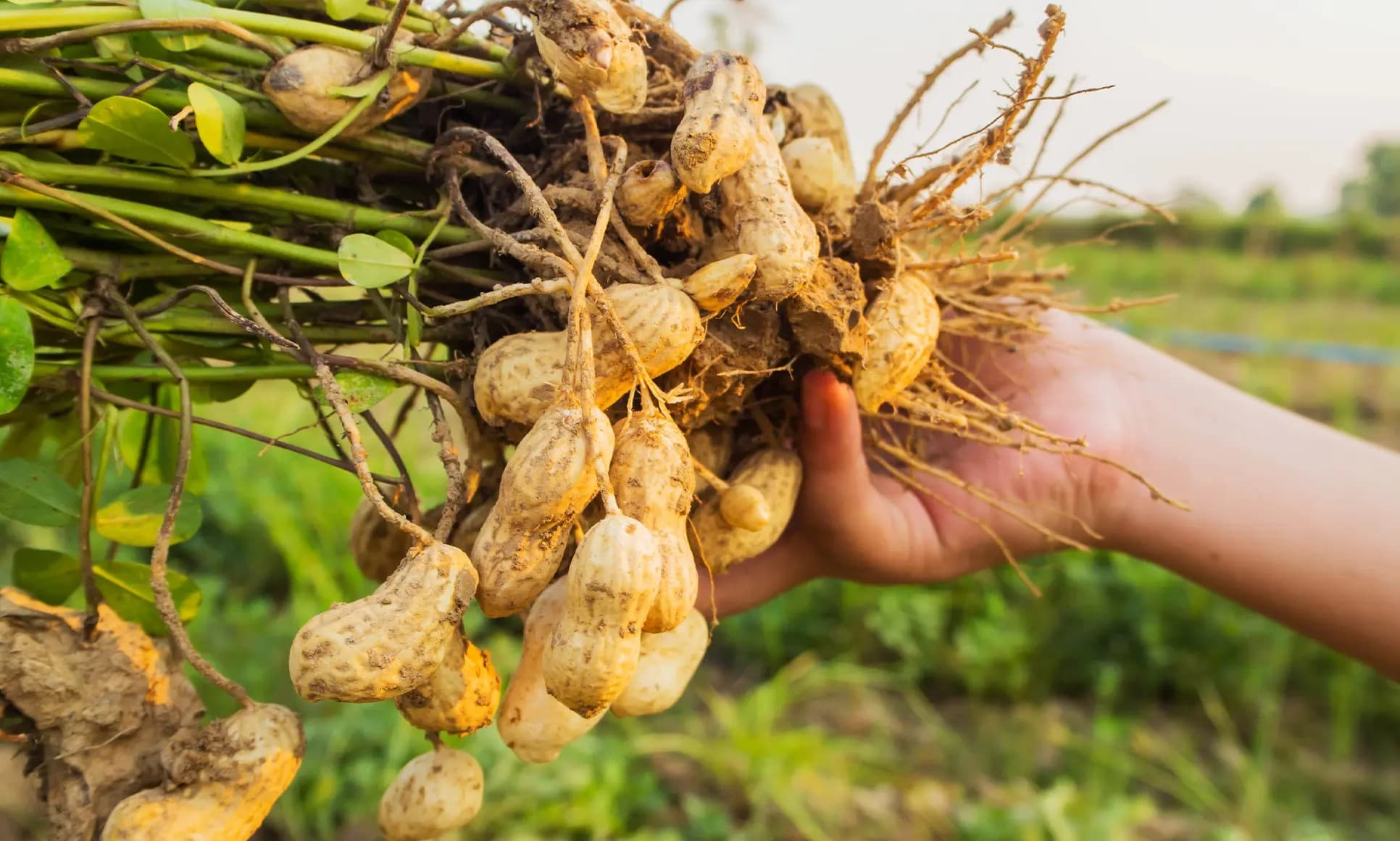 Groundnuts freshly harvested with roots and soil