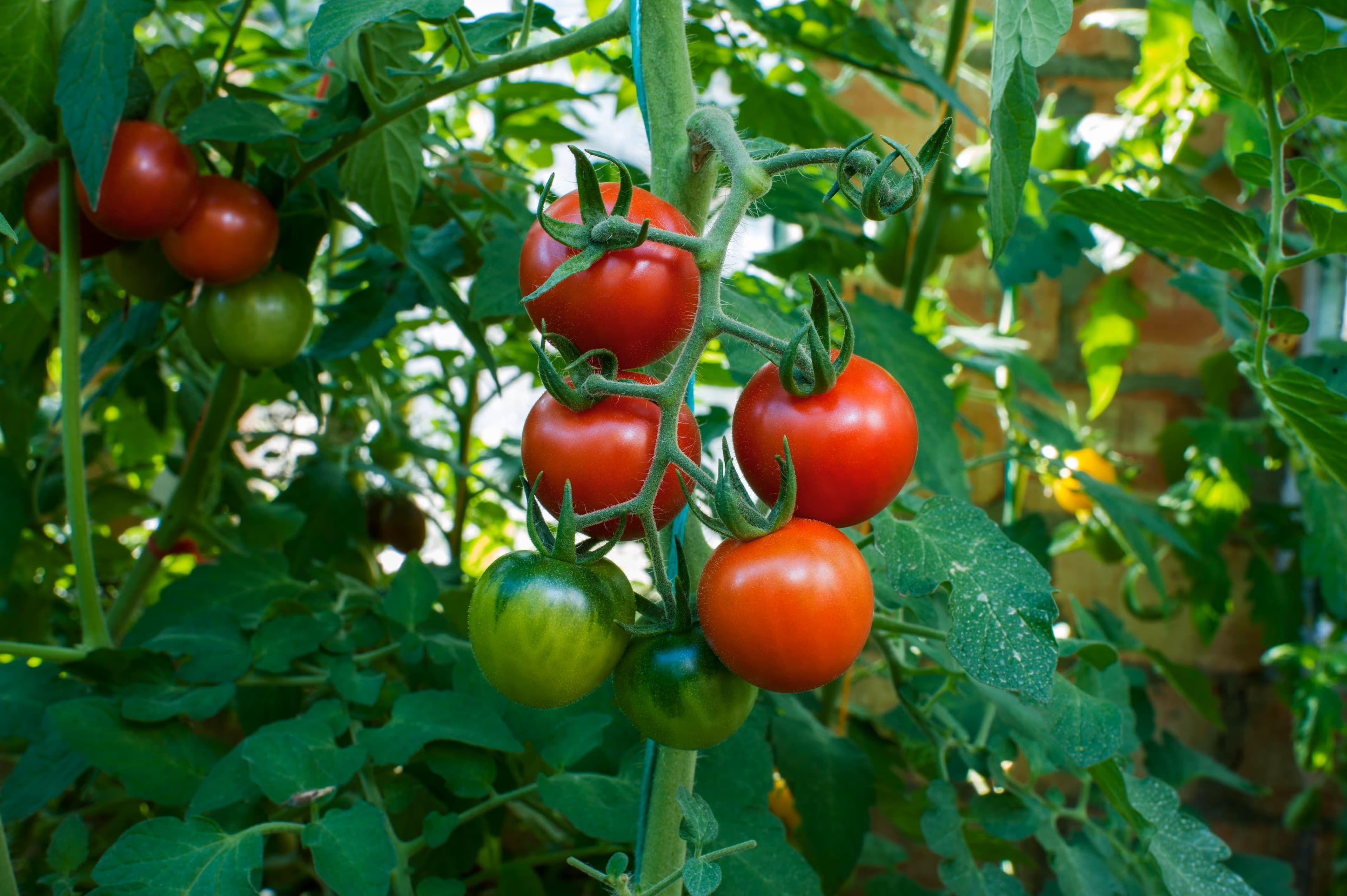 Fresh tomatoes for AndhraFresh product display