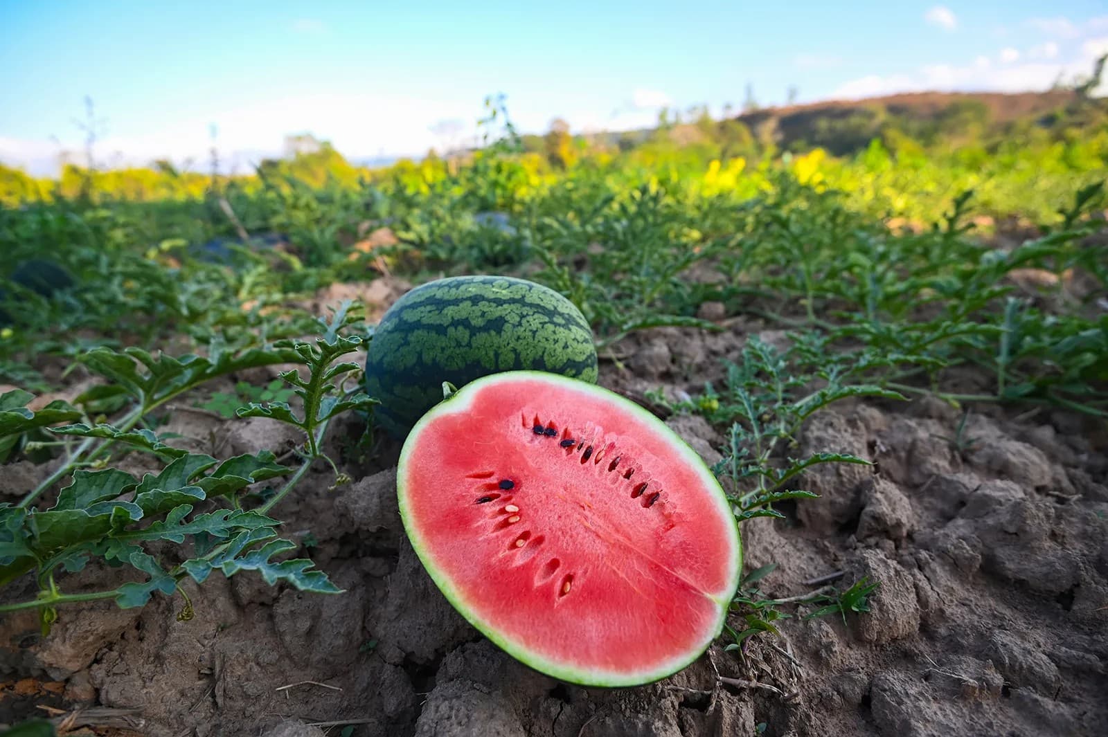 Watermelon cut open in a field